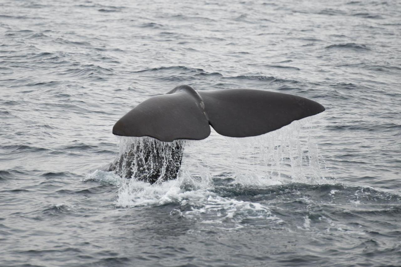 Apt 101 - Andenes Whale Safari Apartments 外观 照片